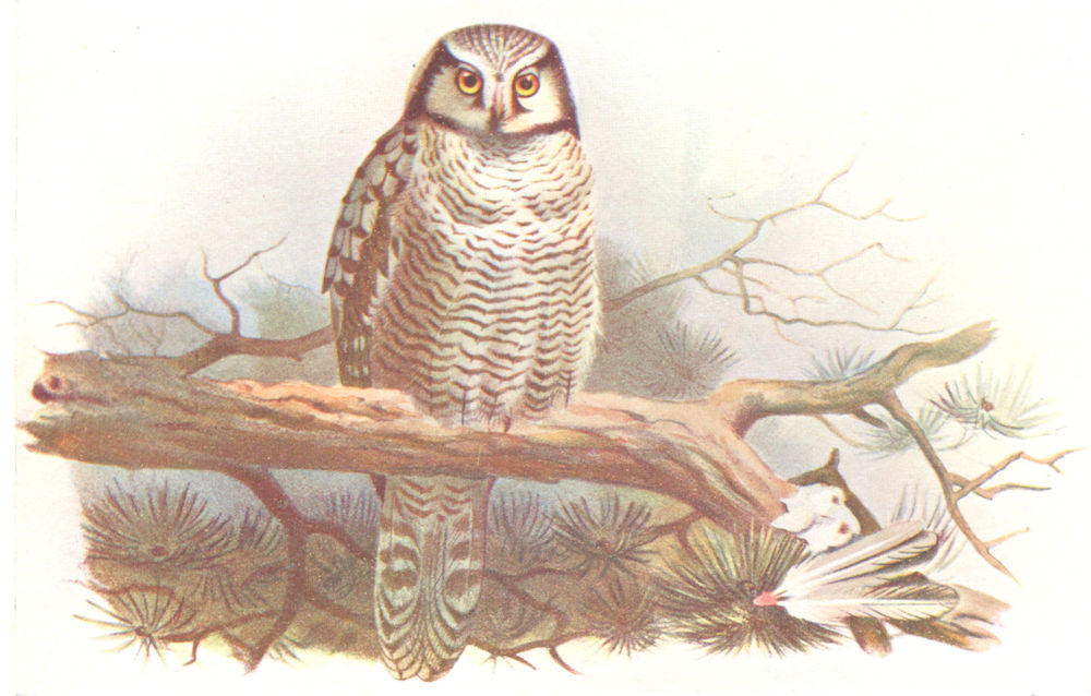 BRITISH BIRDS. American Hawk-Owl. THORBURN 1925 old vintage print picture